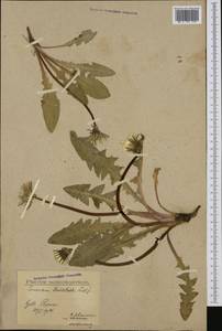 Taraxacum stenoglossum Brenner, Western Europe (EUR) (Sweden)