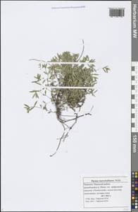 Thymus pannonicus All., Eastern Europe, Middle Volga region (E8) (Russia)