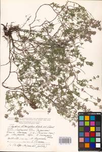 MHA 0 156 978, Thymus dimorphus Klokov & Des.-Shost., Eastern Europe, Central forest-and-steppe region (E6) (Russia)