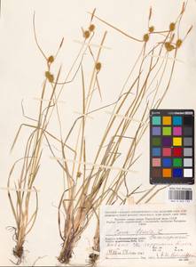 Carex flava L., Eastern Europe, Northern region (E1) (Russia)