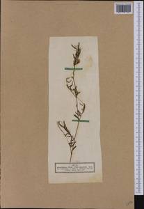 Vicia sativa subsp. nigra (L.)Ehrh., Western Europe (EUR) (Germany)
