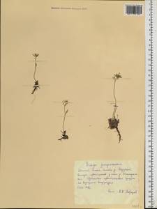 Braya purpurascens (R.Br.) Bunge ex Ledeb., Siberia, Western Siberia (S1) (Russia)