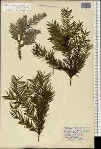 Taxus baccata L., Caucasus, Black Sea Shore (from Novorossiysk to Adler) (K3) (Russia)