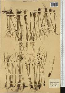 Oreojuncus trifidus (L.) Záv. Drábk. & Kirschner, Western Europe (EUR) (Switzerland)