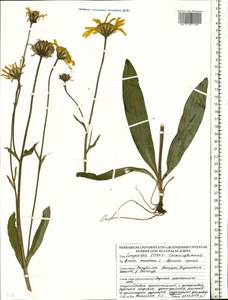 Arnica montana L., Eastern Europe, Belarus (E3a) (Belarus)