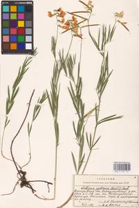 Lathyrus pallescens (M.Bieb.) K.Koch, Eastern Europe, Lower Volga region (E9) (Russia)