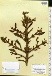 Picea obovata Ledeb., Eastern Europe, Northern region (E1) (Russia)