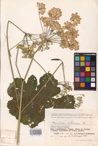 Heracleum sphondylium subsp. sibiricum (L.) Simonk., Eastern Europe, Lower Volga region (E9) (Russia)