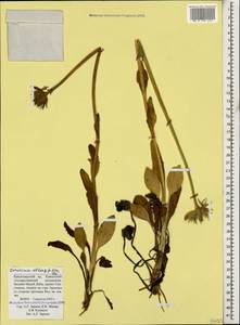 Doronicum oblongifolium A. DC., Caucasus, Krasnodar Krai & Adygea (K1a) (Russia)