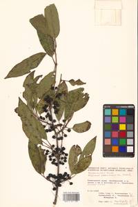 Rhamnus ussuriensis J.J.Vassil., Siberia, Russian Far East (S6) (Russia)