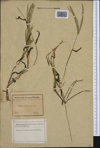 Digitaria sanguinalis (L.) Scop., Western Europe (EUR) (France)