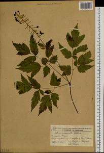 Actaea asiatica H. Hara, Siberia, Russian Far East (S6) (Russia)