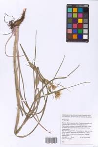 Tragopogon, Eastern Europe, Lower Volga region (E9) (Russia)