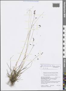 Poa paucispicula Scribn. & Merr., Siberia, Central Siberia (S3) (Russia)