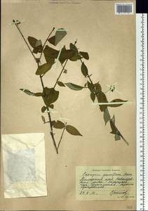 Euonymus verrucosus Scop., Siberia, Russian Far East (S6) (Russia)