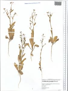 Goldbachia pendula Botsch., Middle Asia, Caspian Ustyurt & Northern Aralia (M8) (Kazakhstan)