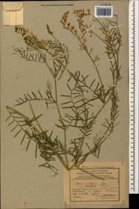 Vicia tenuifolia subsp. elegans (Guss.)Nyman, Caucasus, Azerbaijan (K6) (Azerbaijan)