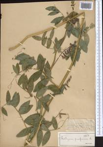 Lathyrus pisiformis L., Middle Asia, Dzungarian Alatau & Tarbagatai (M5) (Kazakhstan)