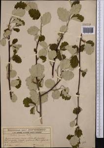 Hedlundia persica (Hedl.) Mezhenskyj, Middle Asia, Western Tian Shan & Karatau (M3) (Kazakhstan)