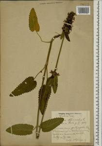 Betonica officinalis L., Caucasus, Azerbaijan (K6) (Azerbaijan)