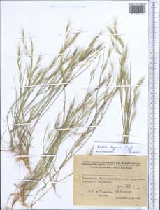 Aristida adscensionis L., Middle Asia, Pamir & Pamiro-Alai (M2) (Tajikistan)