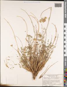 Semenovia dissectifolia Ukrainsk. & Kljuykov, Middle Asia, Pamir & Pamiro-Alai (M2) (Tajikistan)