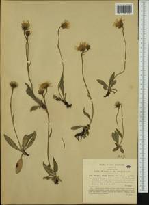 Hieracium dentatum subsp. gaudinii (Christener) Nägeli & Peter, Western Europe (EUR) (Italy)