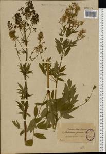 Thalictrum flavum L., Eastern Europe, North-Western region (E2) (Russia)