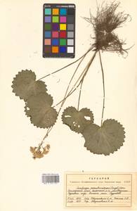 Micranthes manchuriensis (Engl.) Gornall & H. Ohba, Siberia, Russian Far East (S6) (Russia)