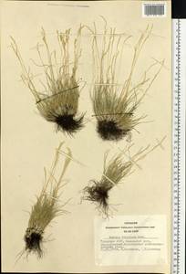 Festuca valesiaca Schleich. ex Gaudin, Siberia, Altai & Sayany Mountains (S2) (Russia)