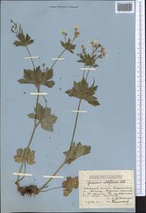Geranium albiflorum Ledeb., Middle Asia, Dzungarian Alatau & Tarbagatai (M5) (Kazakhstan)