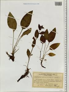 Mertensia sibirica (L.) G. Don, Siberia, Central Siberia (S3) (Russia)
