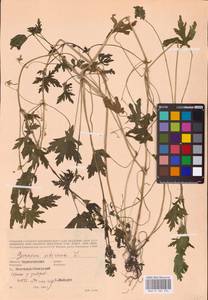 Geranium sibiricum L., Eastern Europe, North Ukrainian region (E11) (Ukraine)