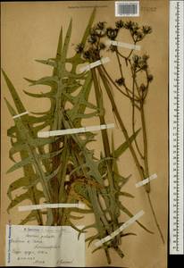 Sonchus palustris L., Caucasus, Armenia (K5) (Armenia)