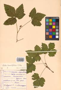Rubus humulifolius C. A. Mey., Siberia, Russian Far East (S6) (Russia)