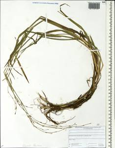 Glyceria fluitans (L.) R.Br., Eastern Europe, Central forest region (E5) (Russia)