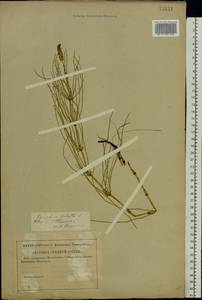 Equisetum palustre L., Eastern Europe, North-Western region (E2) (Russia)