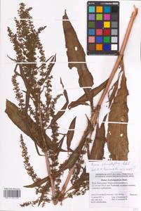 Rumex stenophyllus Ledeb., Eastern Europe, Lower Volga region (E9) (Russia)