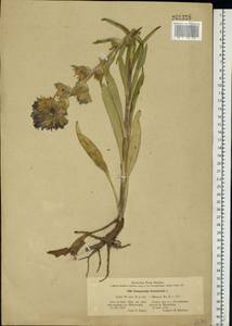 Campanula cervicaria L., Eastern Europe, Central region (E4) (Russia)