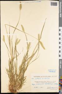 Setaria viridis (L.) P.Beauv., Eastern Europe, North Ukrainian region (E11) (Ukraine)