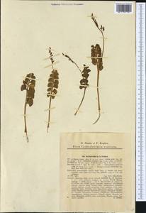 Botrychium lunaria (L.) Sw., Western Europe (EUR) (Slovakia)