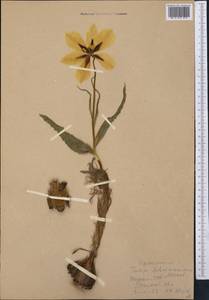 Tulipa lehmanniana Merckl., Middle Asia, Karakum (M6) (Turkmenistan)