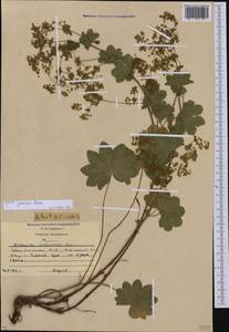 Alchemilla speciosa Buser, Caucasus, North Ossetia, Ingushetia & Chechnya (K1c) (Russia)