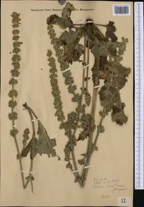 Salvia austriaca Jacq., Western Europe (EUR) (Hungary)