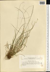 Carex disperma Dewey, Eastern Europe, North-Western region (E2) (Russia)