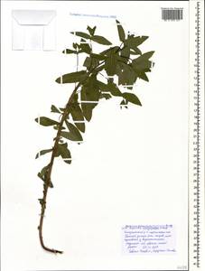Euphorbia condylocarpa M.Bieb., Caucasus, Black Sea Shore (from Novorossiysk to Adler) (K3) (Russia)