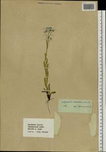 Myosotis alpestris F.W.Schmidt, Siberia, Baikal & Transbaikal region (S4) (Russia)