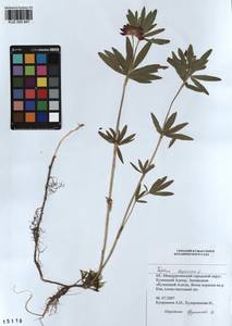 KUZ 000 847, Trifolium lupinaster L., Siberia, Altai & Sayany Mountains (S2) (Russia)