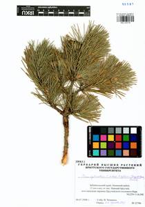 Pinus sylvestris var. mongolica Litv., Siberia, Baikal & Transbaikal region (S4) (Russia)