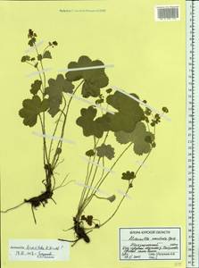 Alchemilla breviloba H. Lindb., Eastern Europe, Central forest-and-steppe region (E6) (Russia)